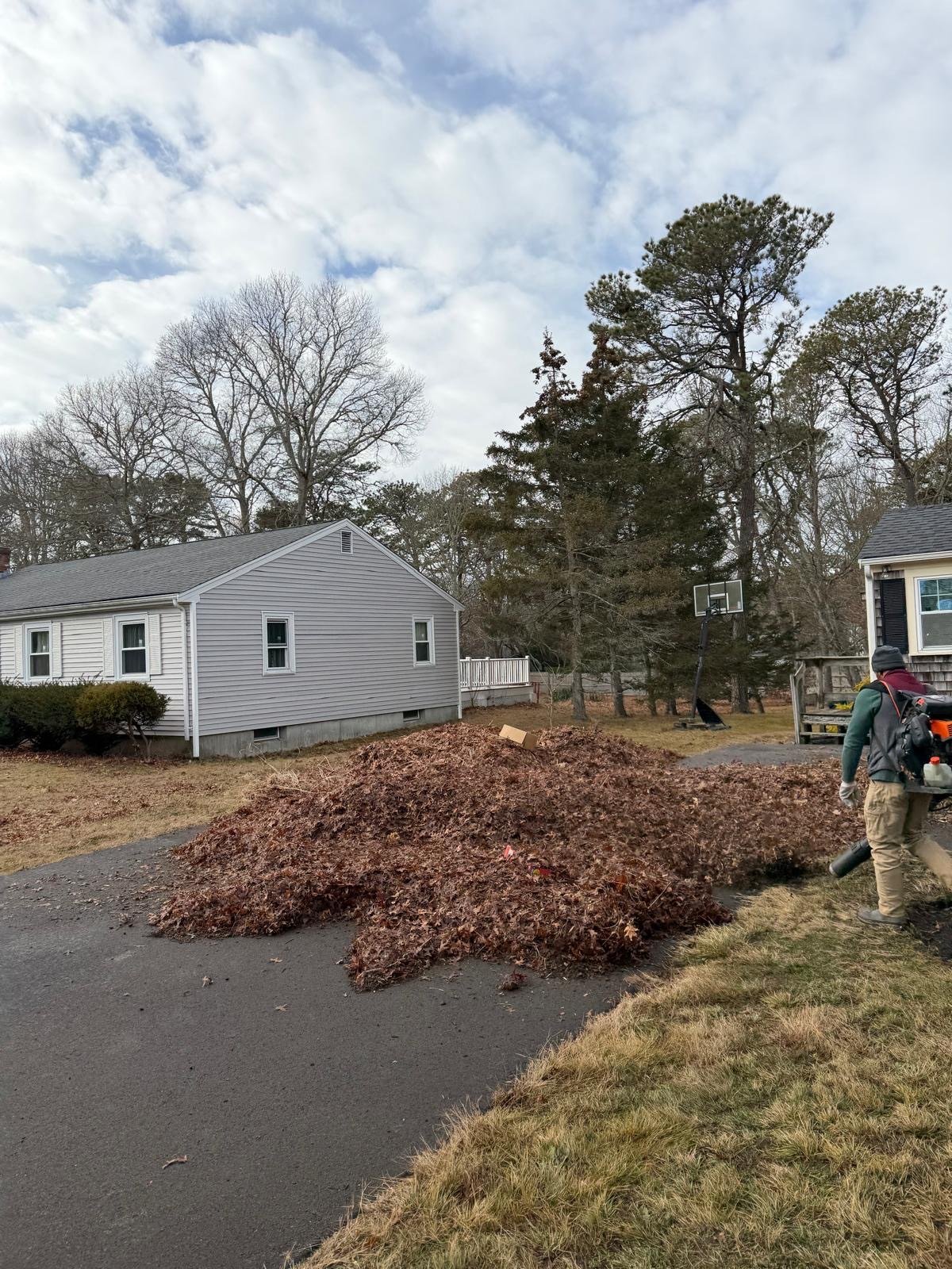 A large pile of raked leaves on a front lawn during a fall cleanup in South Yarmouth, MA