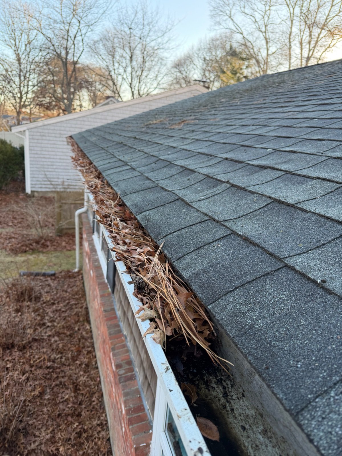 A gutter packed with fallen oak leaves and shingle grit before it is cleared