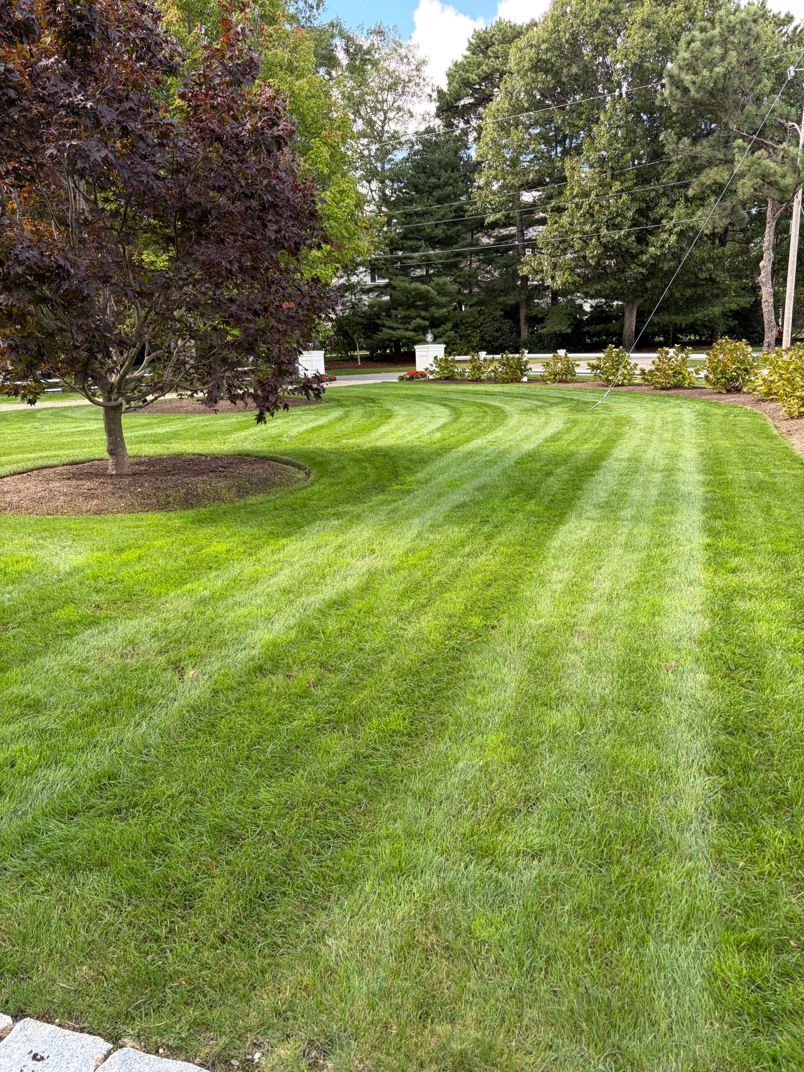 Freshly cut striped lawn with a mulched tree ring on a Cape Cod property