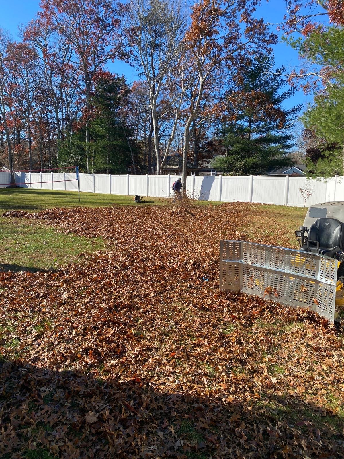 Heavy leaf cover smothering a back lawn before a cleanup, the condition that kills turf over winter